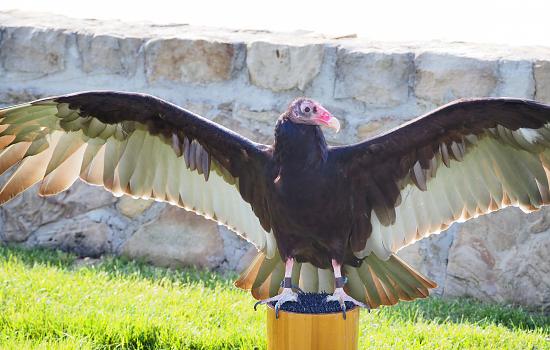 Lots of Buzzing About